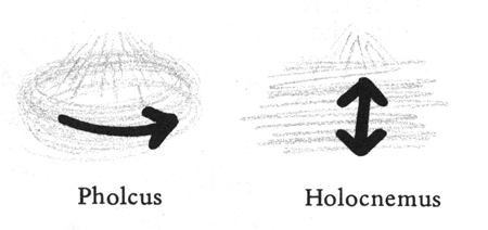 mouvements pholcus et holocnemus